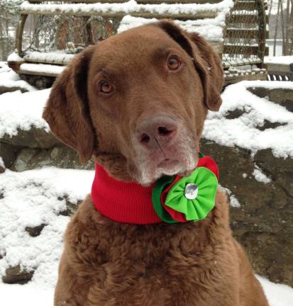 Submitted by Leah Conti of Milford, Pa. "Meg is a seven year old Chesapeake Bay Retriever. Every year a photo of Meg graces our Christmas Card. This photo is from 2013. Meg is very photogenic. Meg is also very smart, loyal and funny. She is my best friend."