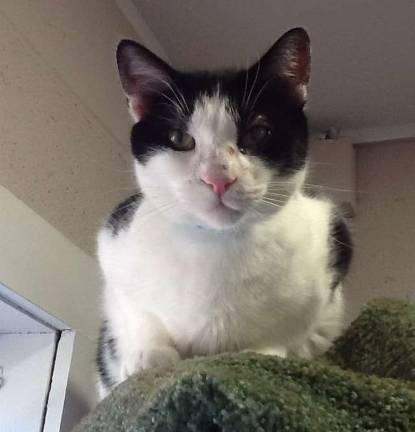 Shelter spokescat Chatters is looking for a good home.
