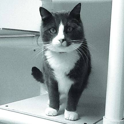 Spike is gentle, loving and looking for a home