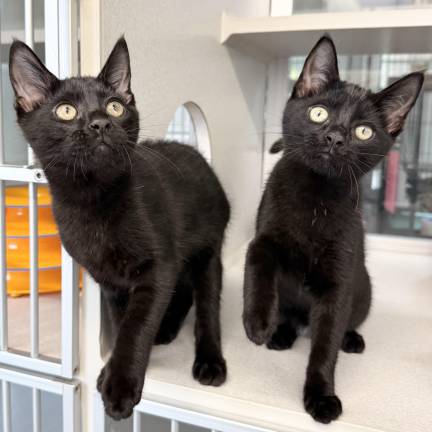 Meet Brie &amp; Bennett