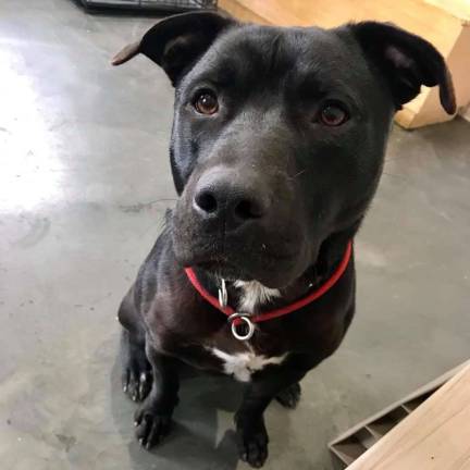 Submitted photo &quot;Lars&quot; is hoping for a new home in 2019.