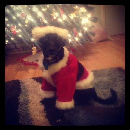 Submitted by Lindsay Smith Dischley of Hoboken, N.J. "Maggie had fun posing under the Christmas tree while visiting family over the holidays in Sparta."