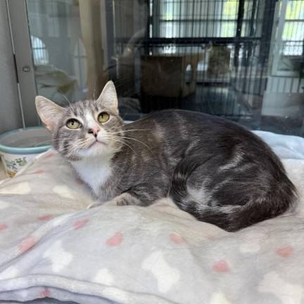 Meet Latte