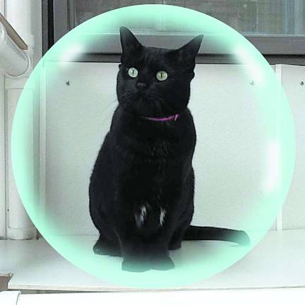 Akasha is loving...and has cattitude