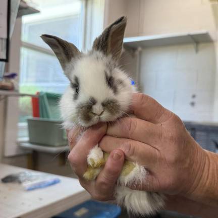 Meet our rabbits