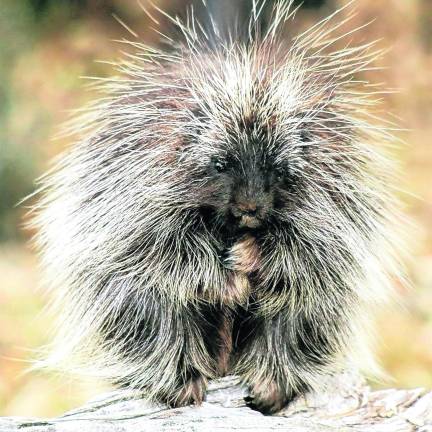 Wildlife rehabilitator to discuss spring pet safety