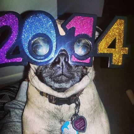 Submitted by Kathy Gallagher of Hardyston, N.J. "Happy 2014! My grandpug Miley celebrating the New Year with her shades on."