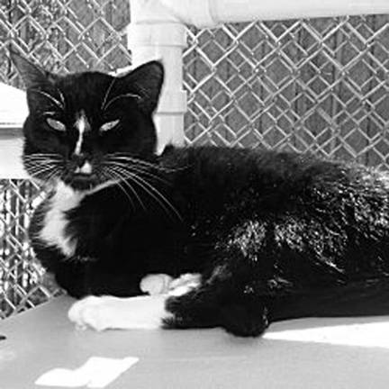 Sweet Chelsea needs a home