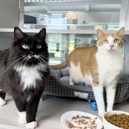 Meet Ginger &amp; Boots