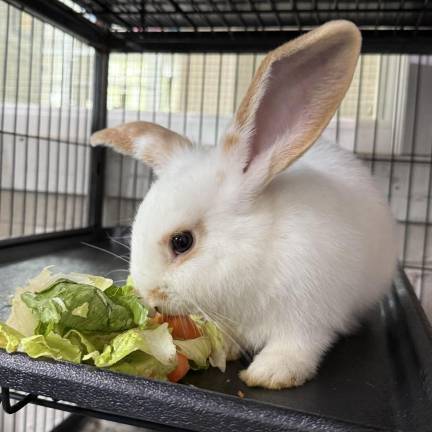 Meet our rabbits