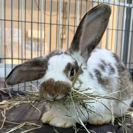 Meet our rabbits