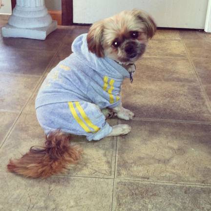Submitted by Nancy Papaleo of Milford, Pa. "Sinatra. Making velour look good."