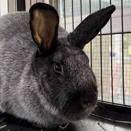 Meet our rabbits