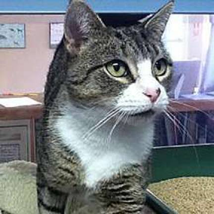 Meet the moms at the West Milford Animal Shelter