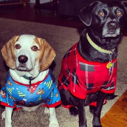 Submitted by Heather Carroll of Hamburg, N.J. "Sammy and Charlie all dressed up for our ugly sweater holiday party."