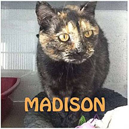 Meet the moms at the West Milford Animal Shelter