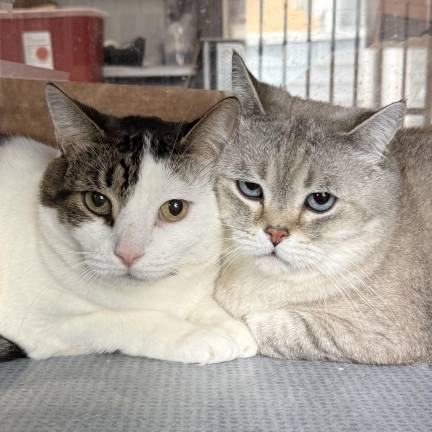 Meet Cody &amp; Chompy
