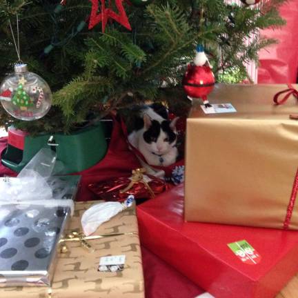 Submitted by: Morgan Saulys of Sparta, N.J. "This cat finds any place he can find to hide. His name is Ziggy and he is my 5 year old cat bestie!"