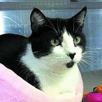 Meet the moms at the West Milford Animal Shelter