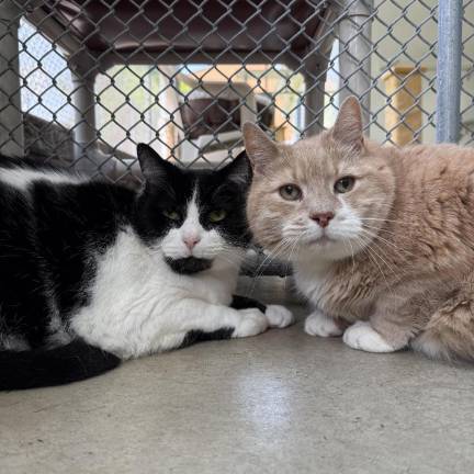 Meet Toby and Peter Gabriel