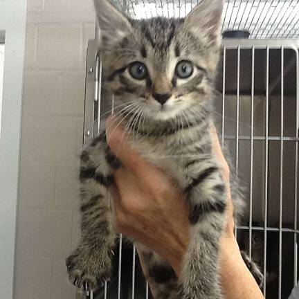 This sweet litter of kittens - Kiwi, Pear, Peaches and Apple - are now available for adoption at the shelter.