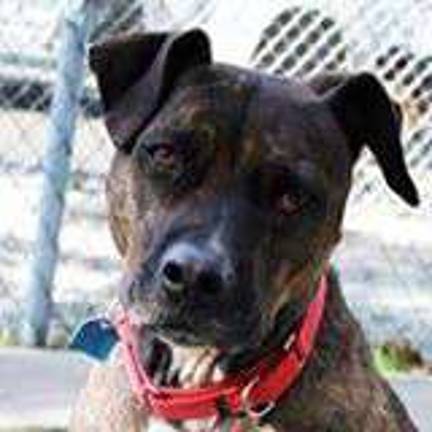 Beans is looking for her forever home. Stop by the West Milford Animal Shelter to meet her and possibly make her yours.