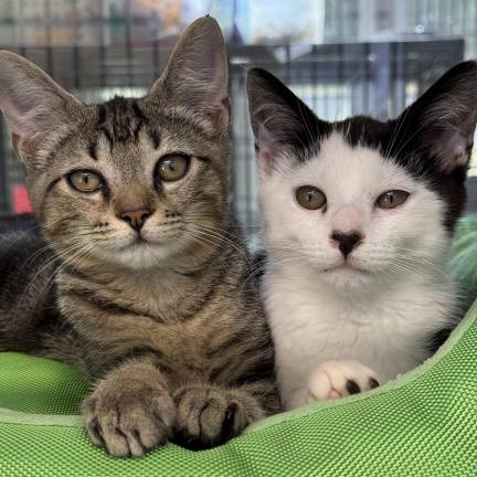 Meet Isaac &amp; Nolan