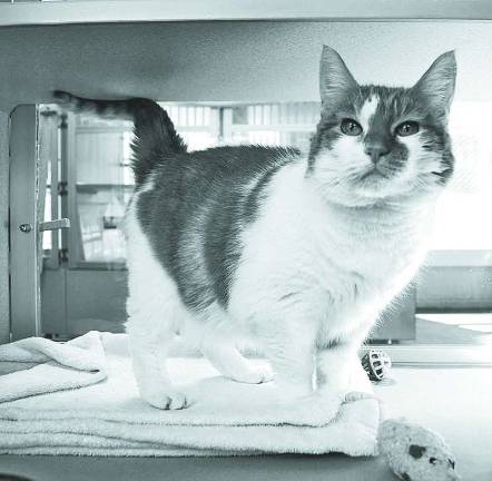 And pretty Rose is very friendly and loving. She is eight.
