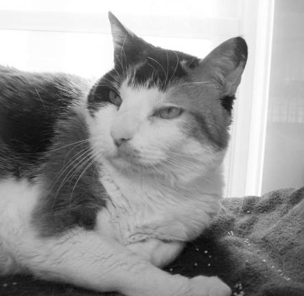 Give Tasja a home for her golden years