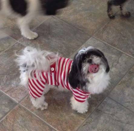 Submitted by Victoria Ambrose of Hamburg, N.J. "Daisy in Christmas pajamas 2013."