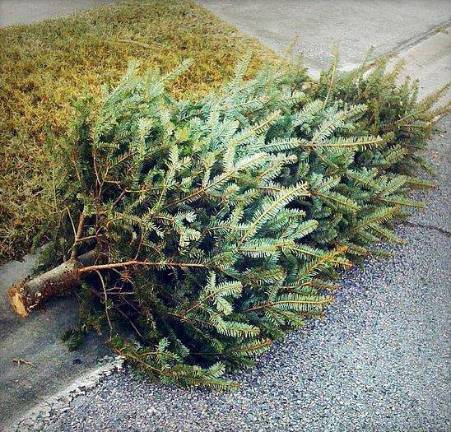 Scouts provide Christmas Tree pick up service