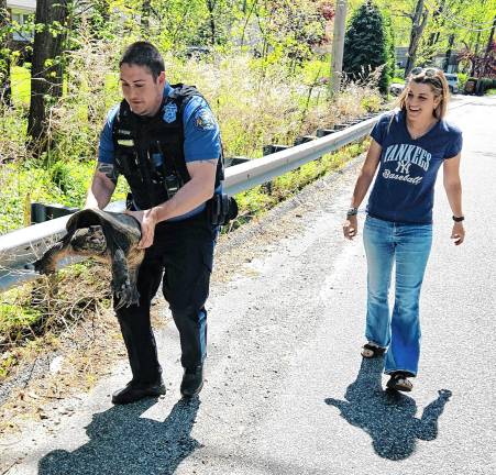 ST1 West Milford Police Officer Peter Wunk moves a large snapping turtle from Macopin Road into the nearby woods April 30. New township resident Jessica Nash saw the turtle on the road and called for help. (Photo by Rich Adamonis)