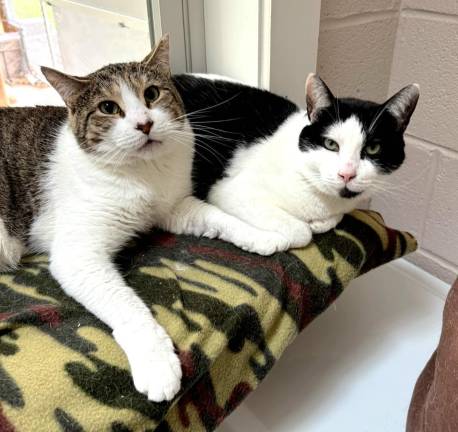 Meet Silas and TomTom