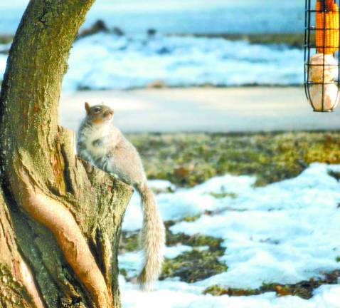 Treats for Nutty