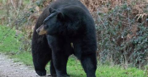 Beware of bears emerging from winter dens