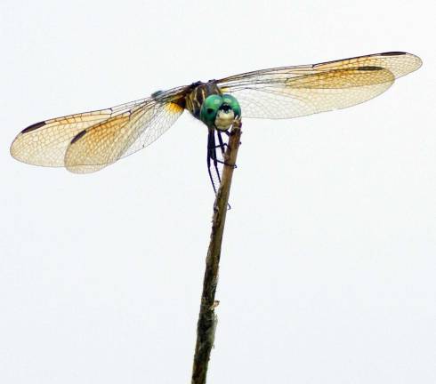 Perched