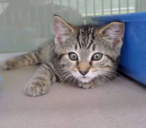 Simon says Adopt me!