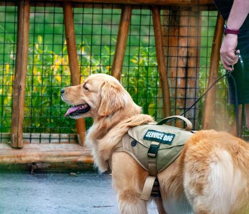 Under the federal Americans with Disabilities Act (ADA<b>)</b>, service dogs are permitted in public places, including restaurants, supermarkets, hotels, hospitals and shopping centers — even those with no-pet policies. These animals are trained to perform specific tasks for people with disabilities, such as guiding the blind, alerting to medical emergencies or assisting with mobility. Photo by Andy Luo via Unsplash.