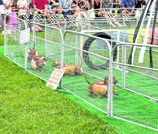 <b>Dogs run through an obstacle course</b>