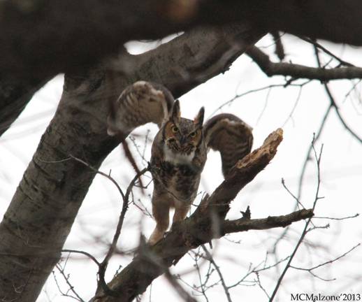 Learn about the owls of New Jersey