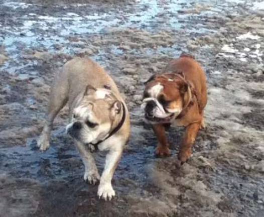 Sarge, left, and Rambo met at the Pequannock Feed and Pet Supply dog park one recent muddy day. They are buddies and welcomed other bulldogs to their little playgroup.