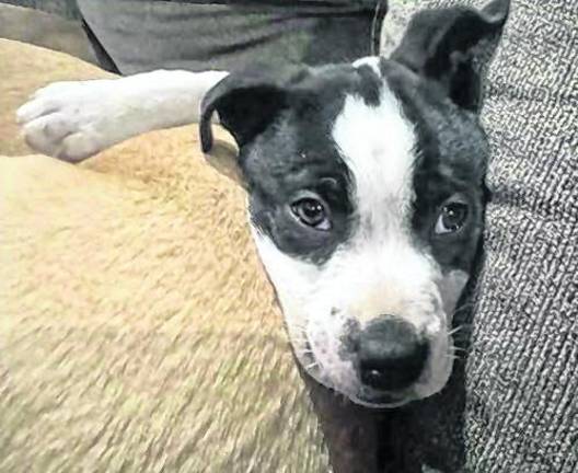 One of JKRC pets for adoption is shown.