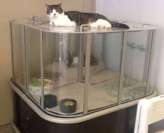 Max sits atop Nutmeg's cage at the animal shelter.