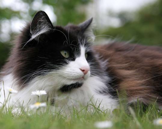 Protect yourself and your pets from Lyme disease