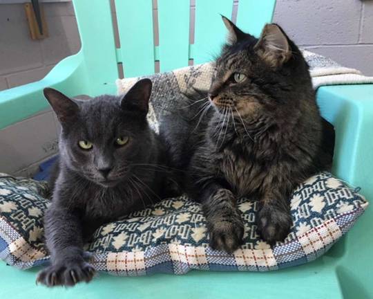 Pet of the Week: 'Jake' and 'Disco' are ready to go
