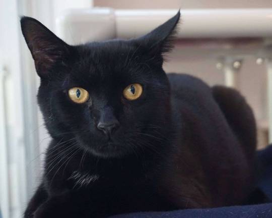 The A-B-Cs of the West Milford Pet of the Week