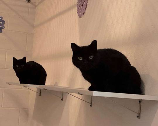 Submitted photo A pair of cats named &quot;Lucky&quot; and &quot;Star&quot; are waiting to give a family twice the joy.