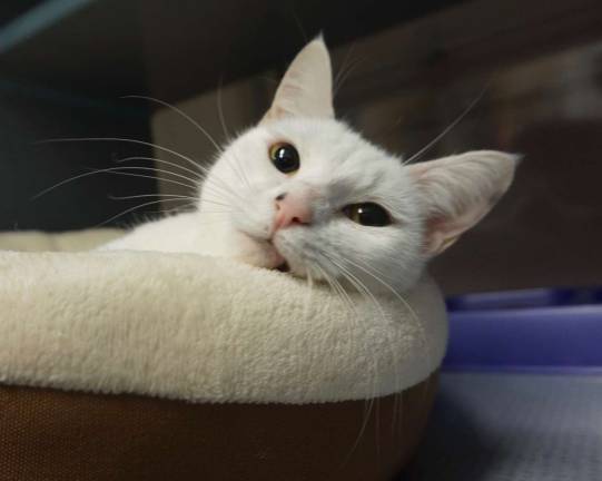 Submitted photo &quot;Vespa&quot; is looking for a sleek home to curl up in.