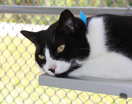 Beautiful "Bon-Bon" rest in the shade of the open air cattery.