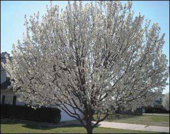 Tips on picking the right tree to plant in your yard